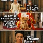 Quote from Queen Charlotte: A Bridgerton Story 1x02 | (George sends Charlotte a pomeranian as a gift...) Queen Charlotte: What is it? Brimsley: Why, I think it is a dog, Your Majesty. Queen Charlotte: No. Dogs are big and majestic. Uh, a Pinscher, a shepherd, a schnauzer, a Dane. That is... a deformed bunny.